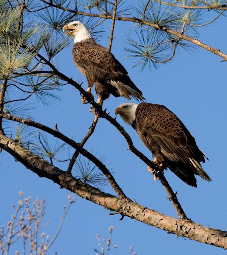 Lake Barkley Eagles