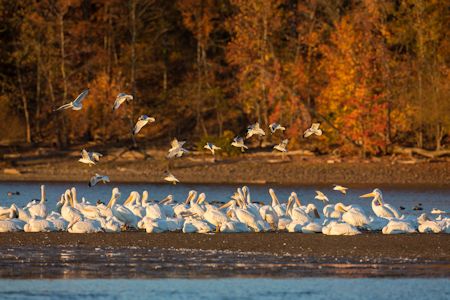 Lake Barkley Wildlife