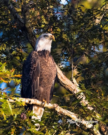 Eagle at Kentucky Lake