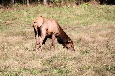 Elk & Bison Prairie