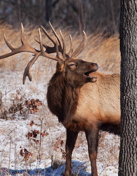 Wildlife at Land Between The Lakes.